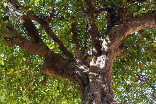 Beautifully patterened Lush cork oaks olive tree close up shot found in the park