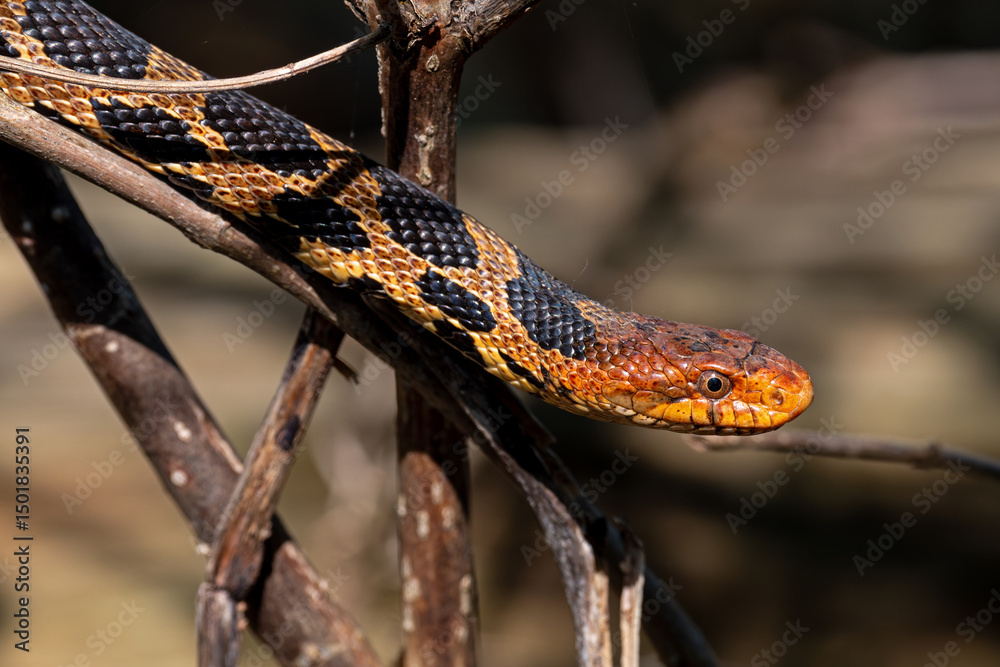 Naklejka premium Eastern fox snake on a branch. They are not venomous but are a constricting snake often with a reddish or coppery head and a bold black and yellow pattern. They are a species of concern in Ohio.