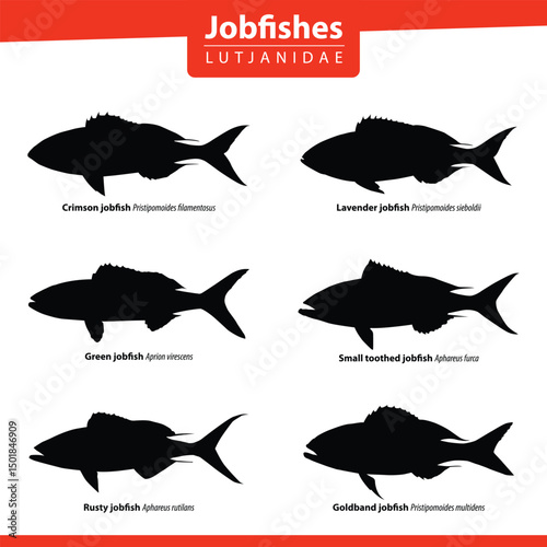 Jobfish Silhouette Set Vector Pack Lutjanidae Saltwater Fish Species