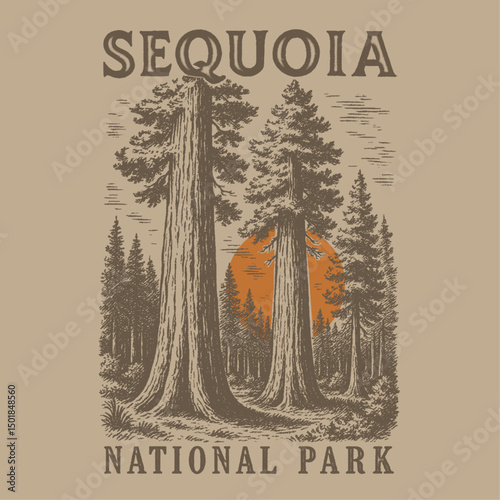 sequoia national park slogan graphic. vintage hand skatch big tree drawing. forest vector in hand drawin design. autumn winter t-shirt design. sweatshirt vintage design.