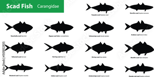 Scad Fish Silhouette Vector Collection – Carangidae Family Saltwater Species with Scientific Names