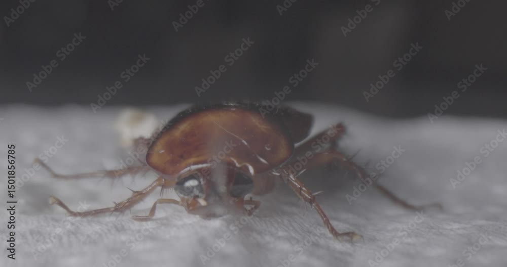 Cucaracha toma frontal MACRO
