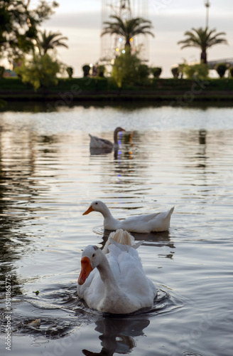 White geese on a lake at golden hour, soft warm light