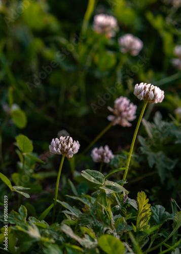 Close up white clover (trefoils) flowers growing in green grass