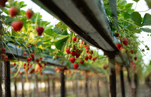 delicious ,fresh strawberries hanging on the bushes	