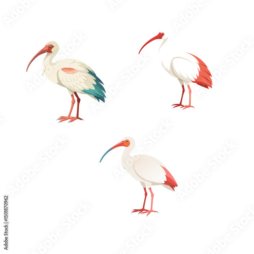 flamingo on white background