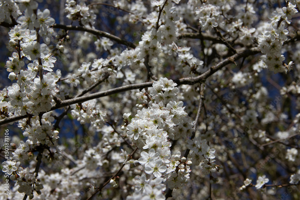 White cherry blossoms blooming in spring, symbolizing renewal, beauty, and the awakening of nature in a peaceful and vibrant seasonal scene. White cherry blossoms blooming in spring, symbolizing renewal, beauty, and the awakening of nature in a peaceful and vibrant seasonal scene.