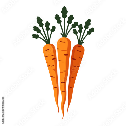 Three Vibrant Carrots with Green Tops Vector Illustration on a White Background, Fresh and Healthy Vegetables