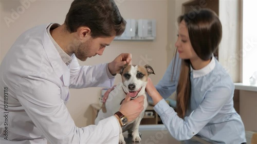 Compassionate vet examines a cheerful dog in a cozy clinic