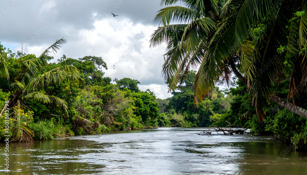 Obraz premium Calm Tropical River Surrounded by Lush Green Vegetation