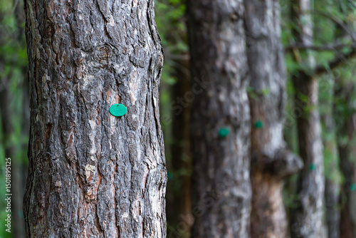 Bright green plastic tree tags on tree trunks in the park. The purpose of tree tags is to be able to identify their tree stock data effectively and efficiently. 