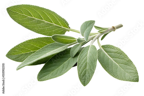 A close up photograph of fresh sage herb sprig isolated against a black background for culinary and medicinal uses