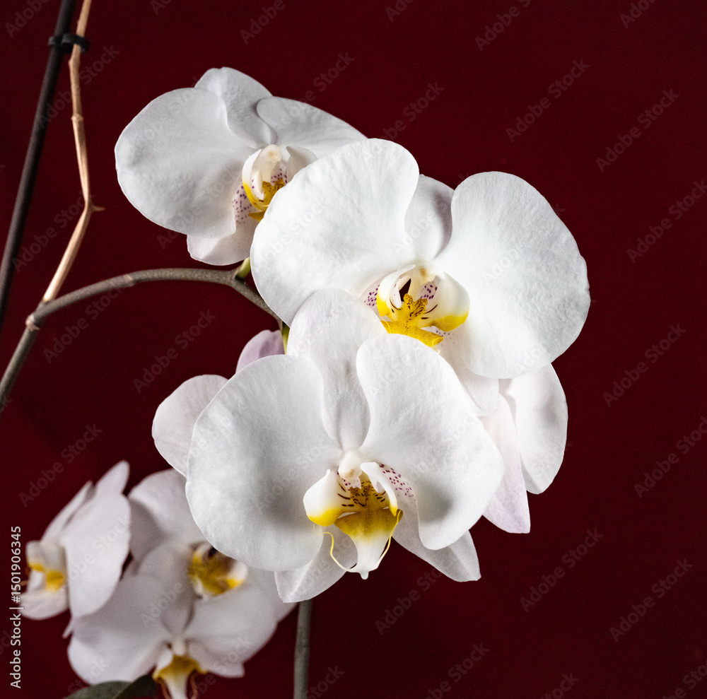 Obraz premium white orchid on red background