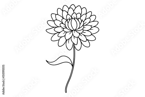 Chrysanthemum Flower Line Art Drawing