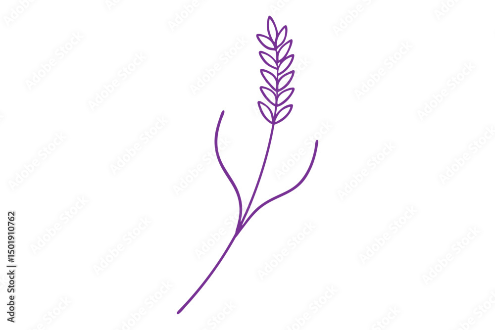 Obraz premium Lavender Flower Stalk Minimalist Line Drawing