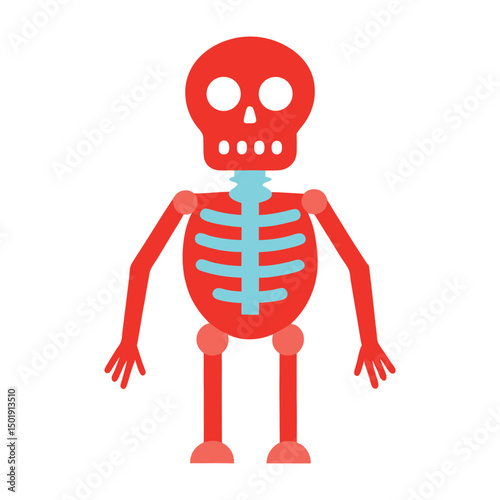 Cartoon skeleton vector illustration cute red and blue anatomy design element