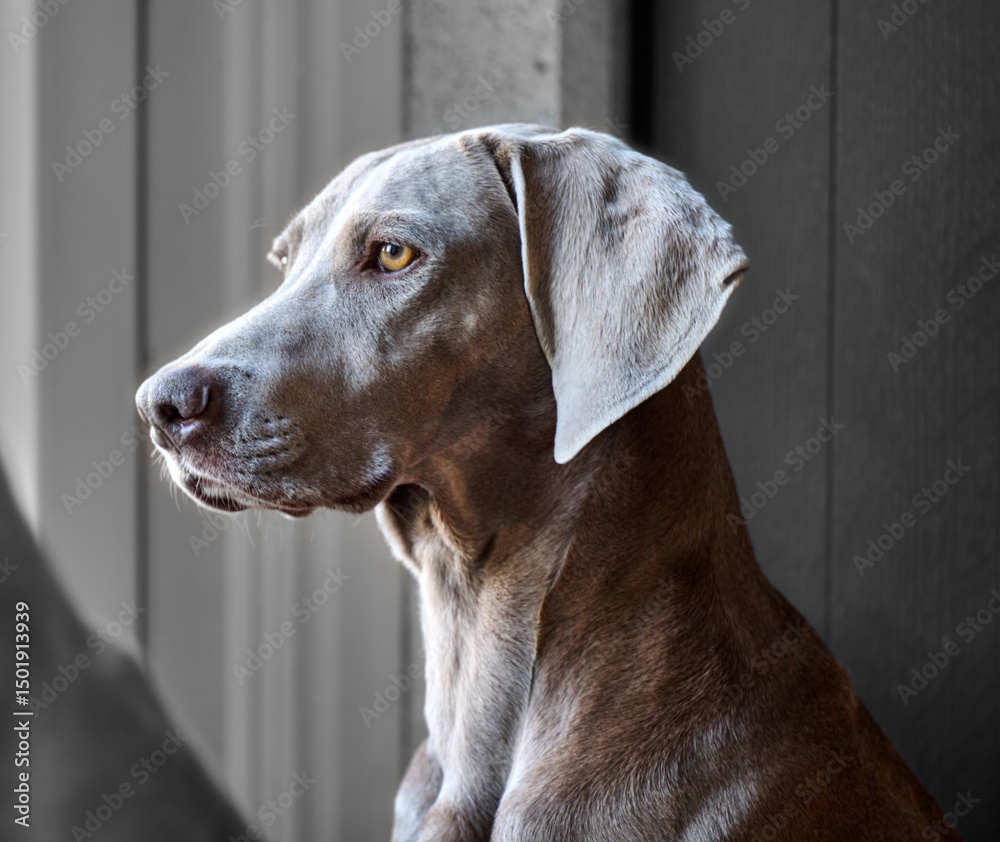 custom made wallpaper toronto digitalportrait of a weimaraner