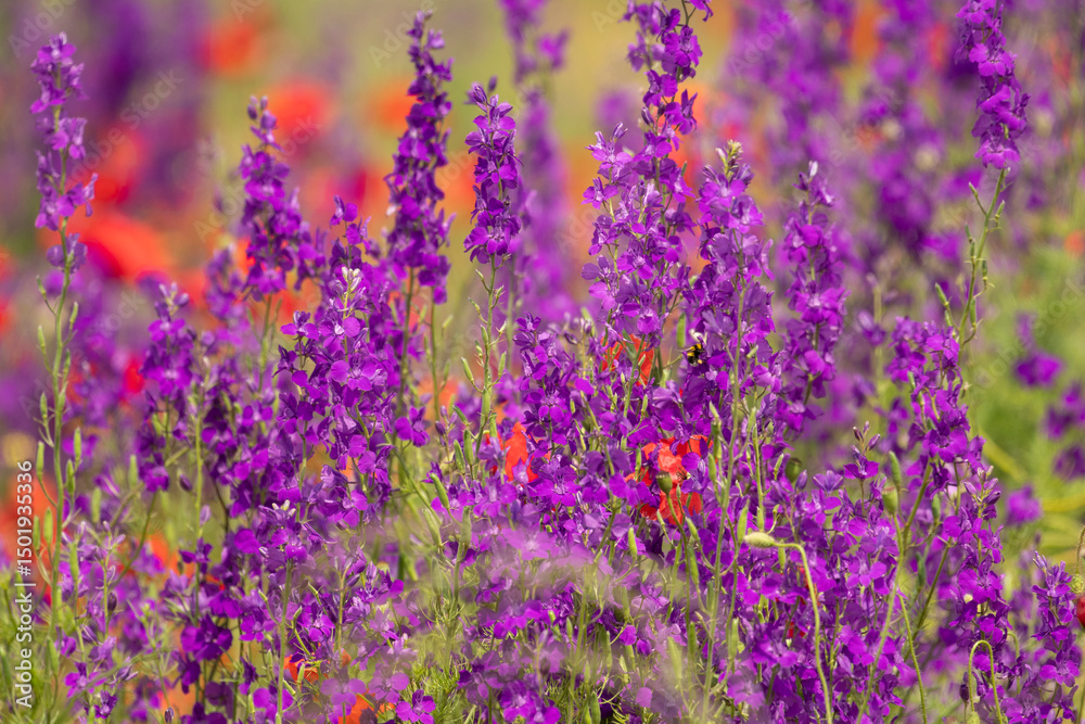 Obraz premium A field of spring wildflowers