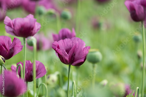 A beautiful field of purple poppy flowers