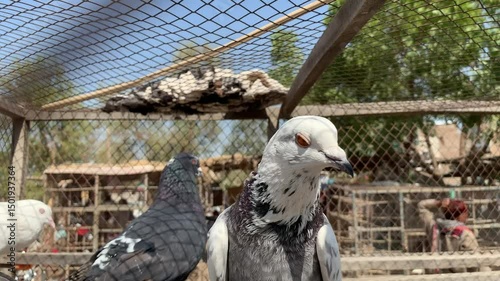 Portrait of a specific pigeon in a cage. Indian Fantail fancy breed Pigeon kept in a cage for sale in the shop. Portrait of a beautiful pigeon. Pigeon In Cage. Columbidae. Columba livia domestica.