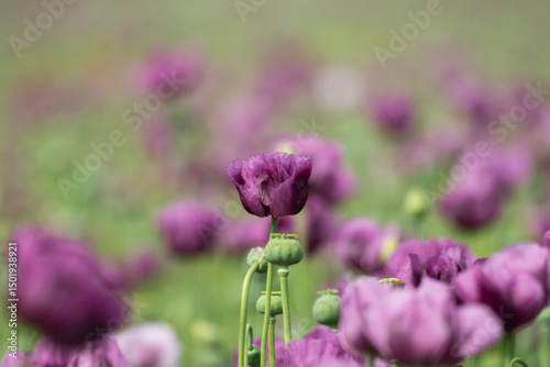 A beautiful field of purple poppy flowers