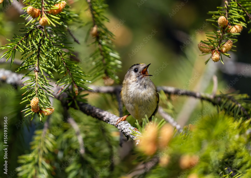 Naklejka premium small songbird goldcrested wren sitting on branches of coniferous spruce tree and singing
