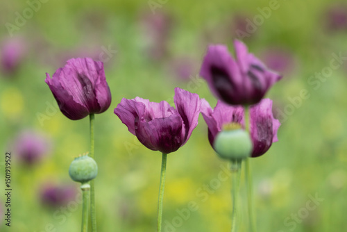 A beautiful field of purple poppy flowers