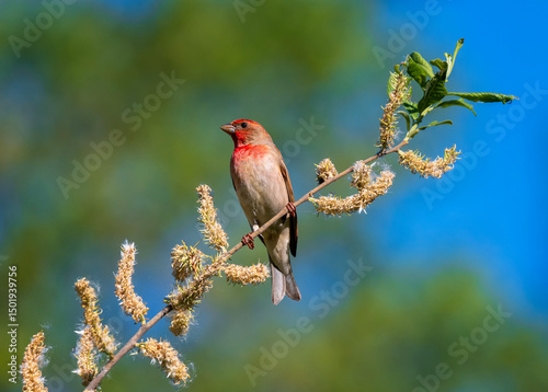 Bright red-breasted lentil bird sits on willow branches and sings in spring park