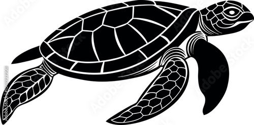 turtle on a white background