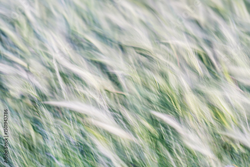 erba nel vento scattata con il mosso intenzionale