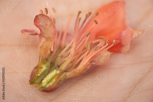 Photos Close-up of a dissected quince flower revealing seeds and inner structure, resting on a palm with detailed texture and soft lighting