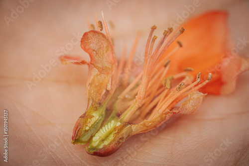 Canvastavla Close-up of a dissected quince flower revealing seeds and inner structure, resting on a palm with detailed texture and soft lighting