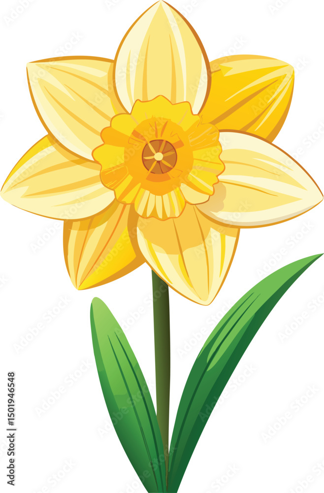 Fototapeta premium Daffodil