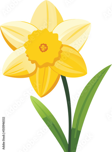 Daffodil