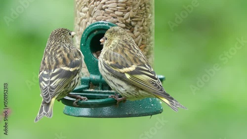 tiny bird eurasian siskin on bird feeder feed argue Spinus spinus natural world norway