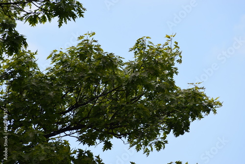 Fototapeta Naklejka Na Ścianę i Meble -  green leaves, flora and nature