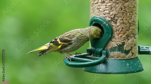 tiny bird eurasian siskin on bird feeder feed female Spinus spinus natural world norway