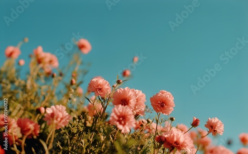 Bright Pink Flowers Bloom Under a Clear Blue Sky in Springtime Garden