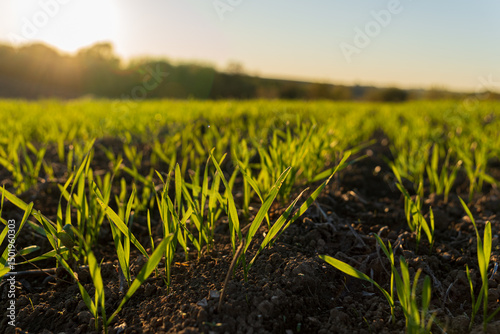 Fresh wheat sprouts emerge from the rich soil in a winter meadow, basking in the golden light of the late afternoon sun