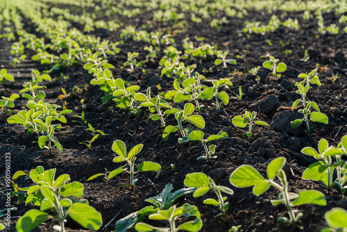 Rows of vibrant young soybean sprouts emerge from rich dark soil, basking in sunlight during early spring