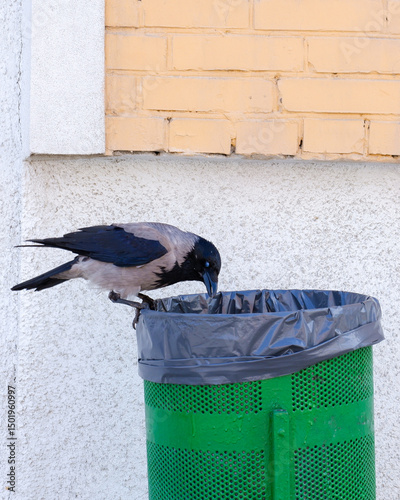A crow steals food waste from a rubbish bin in a public place. The life of birds in the city.