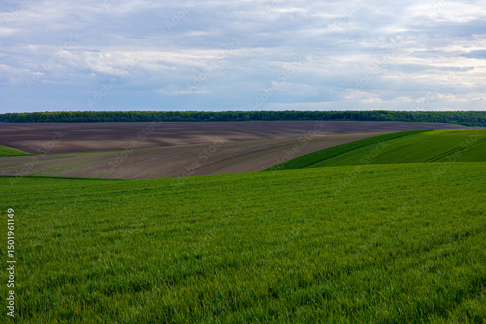 Fototapeta premium Wide expanse of winter wheat field displaying fresh green sprouts amidst a landscape of dark soil and clouds above