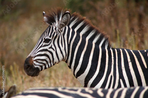 Zebra, Tarangire National Park, Tanzania