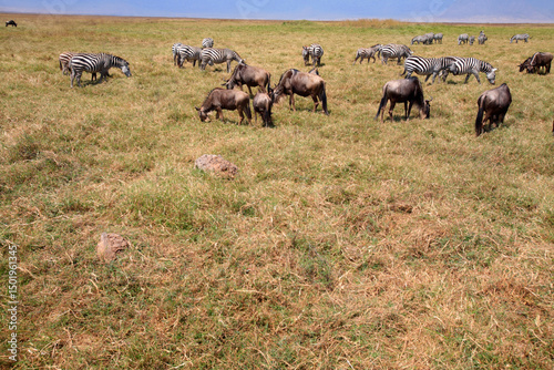 Wallpaper Mural Herd of Zebras and Wildebeest feeding on grass, Ngorongoro Conservation Area, Tanzania Torontodigital.ca