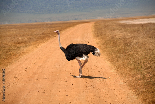 Ostrich (Struthio camelus) crossing the road, Tanzania