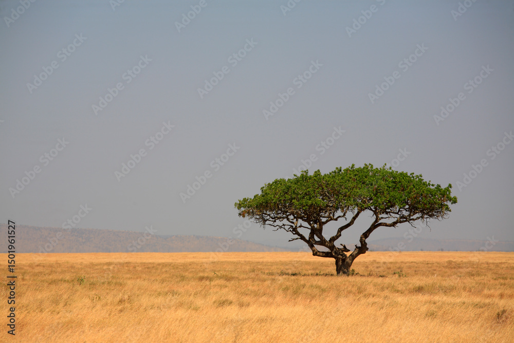 Φωτογραφία Acacia Tortilis tree in the Serengeti National Park, Tanzania