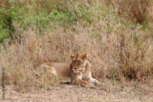 Lioness Panthera Leo, Serengeti National Park Tanzania