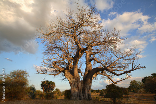 Billede på lærred Giant Baobab tree (Adansonia digitata), Selous Game Reserve, Tanzania