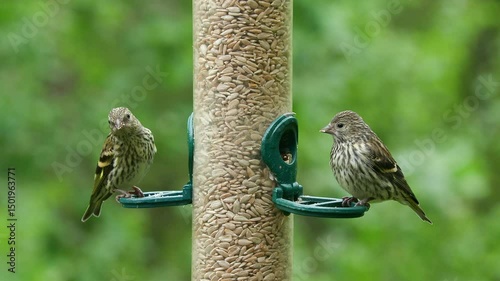 tiny bird eurasian siskin on bird feeder feed fly away Spinus spinus natural world norway