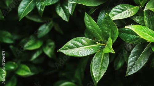 Lush Green Leaves Glistening With Moisture in a Shaded Environment During Day...